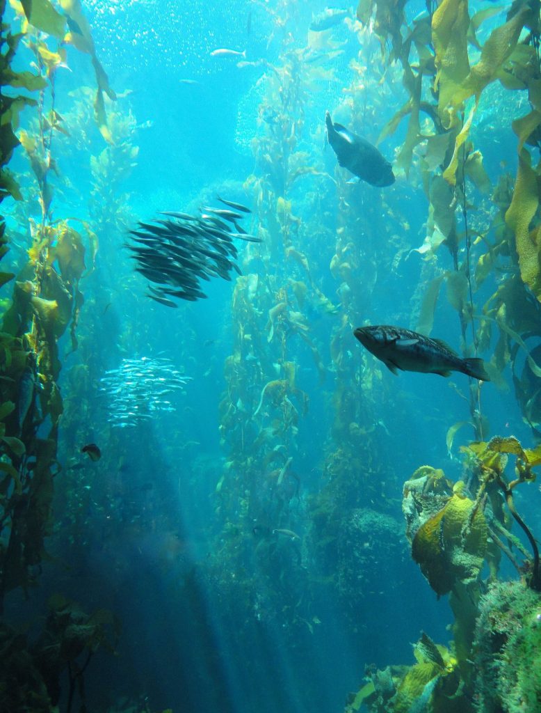 Kelp Forests Store More Carbon Than Expected, Study Finds Sunlight filtering through an underwater kelp forest