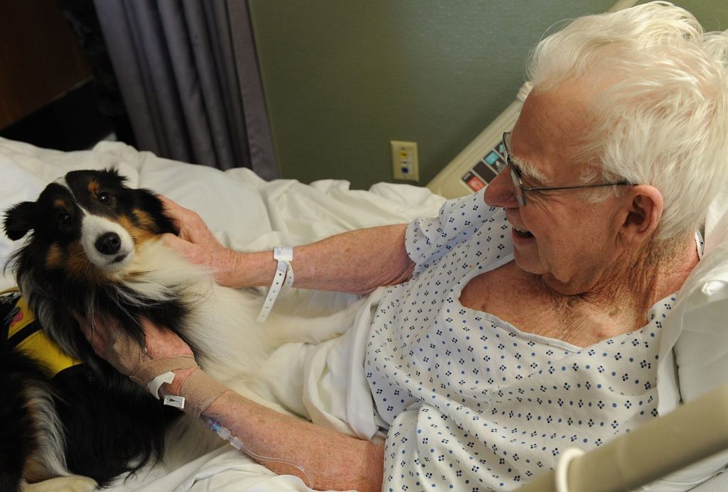 Animal-Assisted Therapy Supports Wellbeing and Learning Therapy dog working calmly with a child and therapist