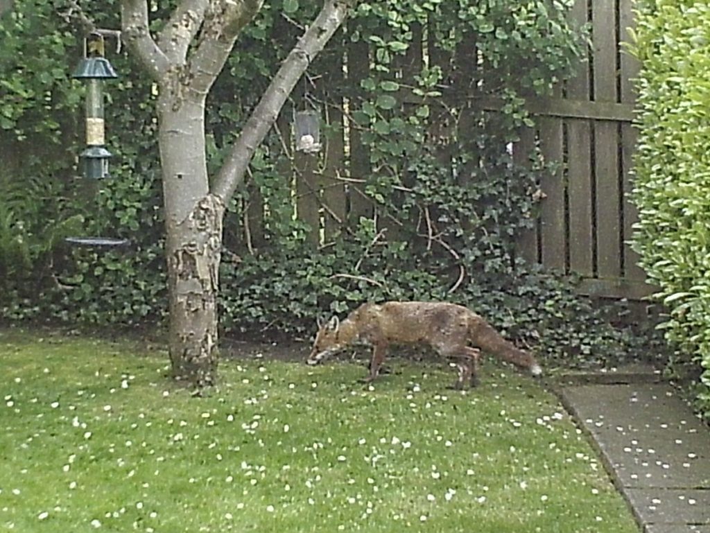 Wild Animals Are Moving Into Our Cities. How Should We Respond? A fox crossing an urban street