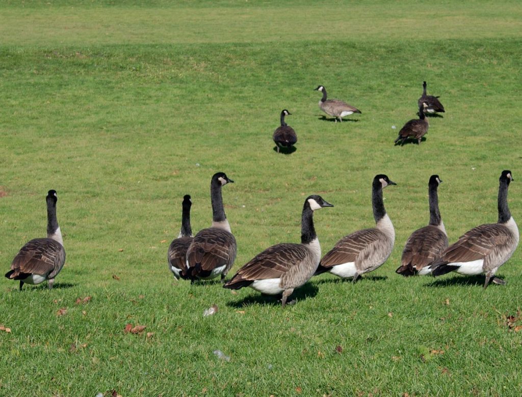 Bird Flu Watch: Why Migration Season Puts Scientists on Alert A flock of Canada geese standing on green grass