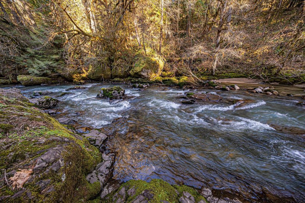 A clear forest river flowing over rocks through woodland
